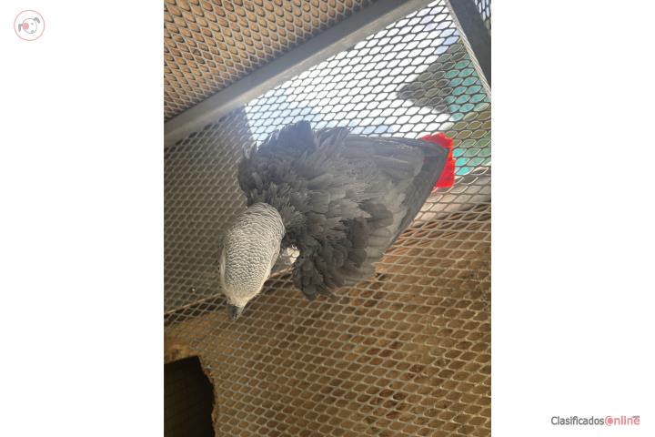 African grey macho Puerto Rico