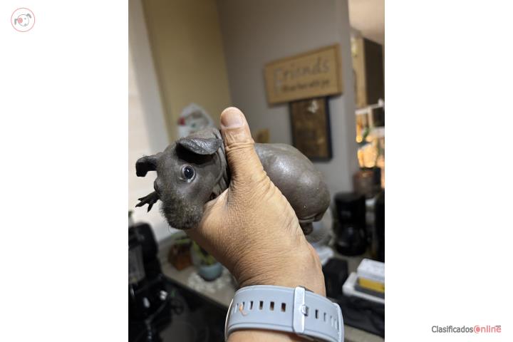Se vende Skinny Pigs Bebés  Puerto Rico