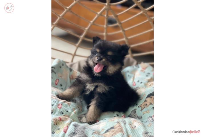 Pomeranian certificados  Puerto Rico