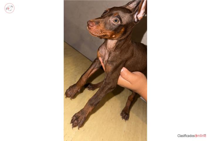 Dobermans americanos Puerto Rico