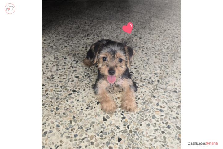 Yorkie hembra  Puerto Rico