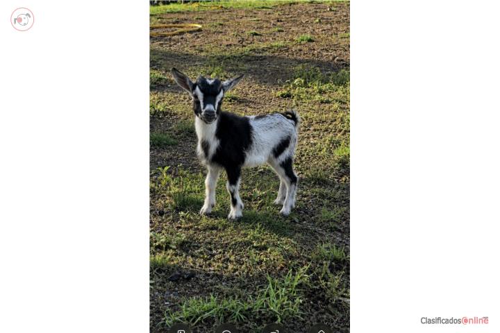 Cabrito enano 300 Puerto Rico