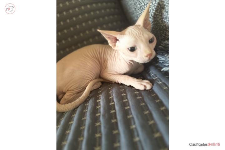 Sphynx macho Puerto Rico
