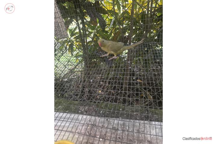 Ringneck green cinamon 200 Puerto Rico