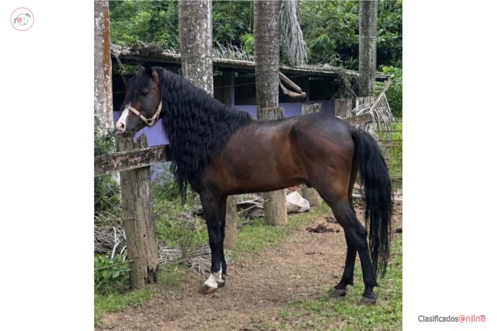 Se vende caballo, manso