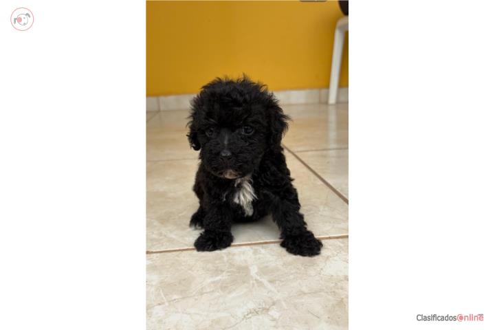 Hermosa Toy Poodle Puerto Rico