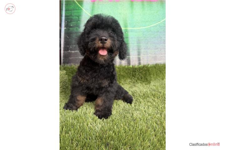 Poodle  Puerto Rico