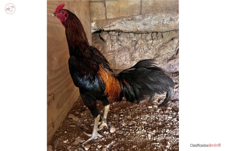 Gallo shamo grande Puerto Rico