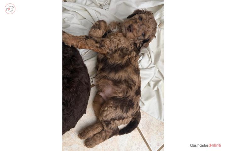 Goldendoodle Standard Merle Puerto Rico
