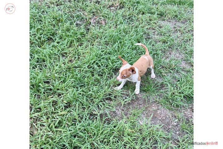 Chihuahua merle patrón leve  Puerto Rico