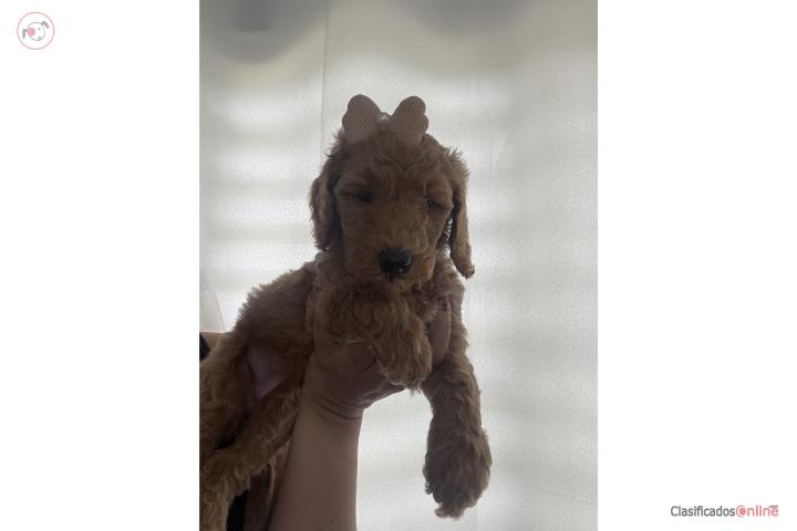Hermosa Goldendoodle NENA  Puerto Rico