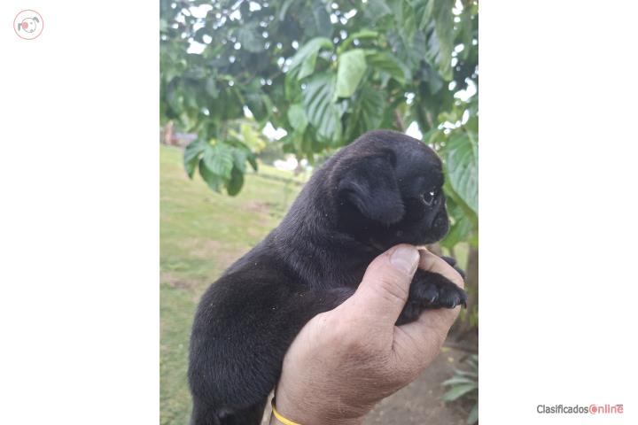 Pug negro  Puerto Rico
