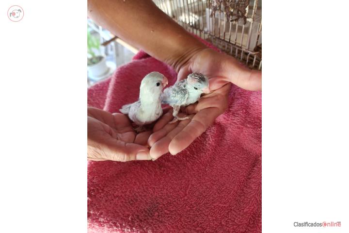 Hermanitos de cotorritas enanas exóticas  Puerto Rico