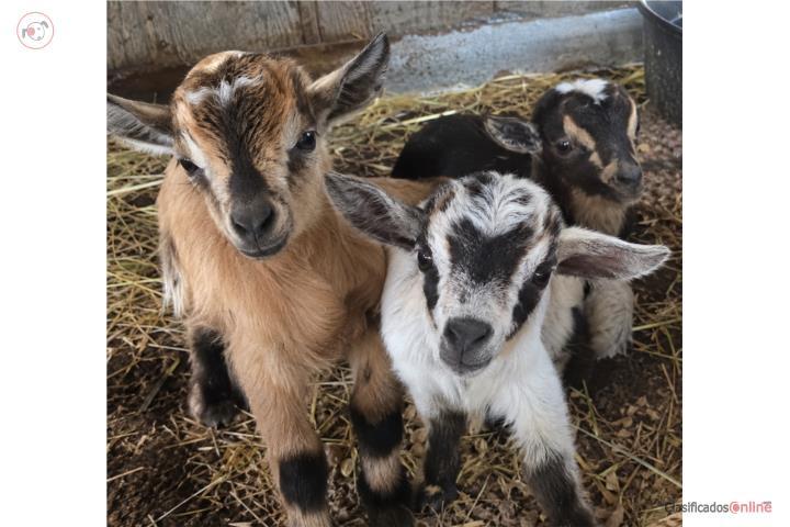 Cabras Enanas $225 OMO Puerto Rico