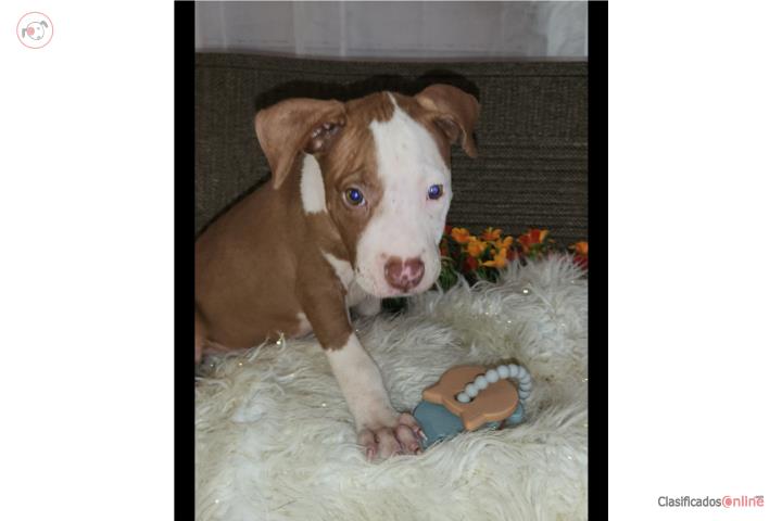 Pitbull  Puerto Rico