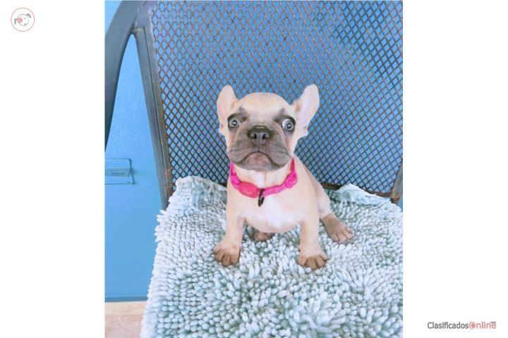 HERMOSA FRENCH BULLDOG HEMBRA BLUE FAWN Y AKC Puerto Rico
