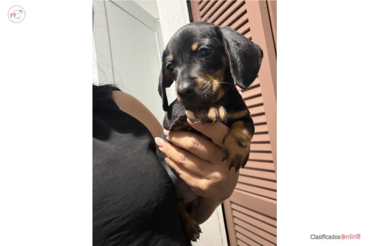 Dachshund Black and tan  Puerto Rico