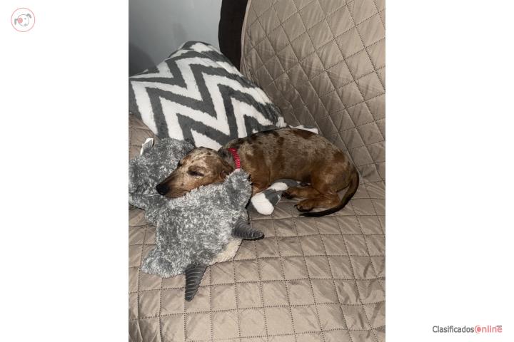 Hermoso Perrito Dachshund 5 meses 700$ Puerto Rico