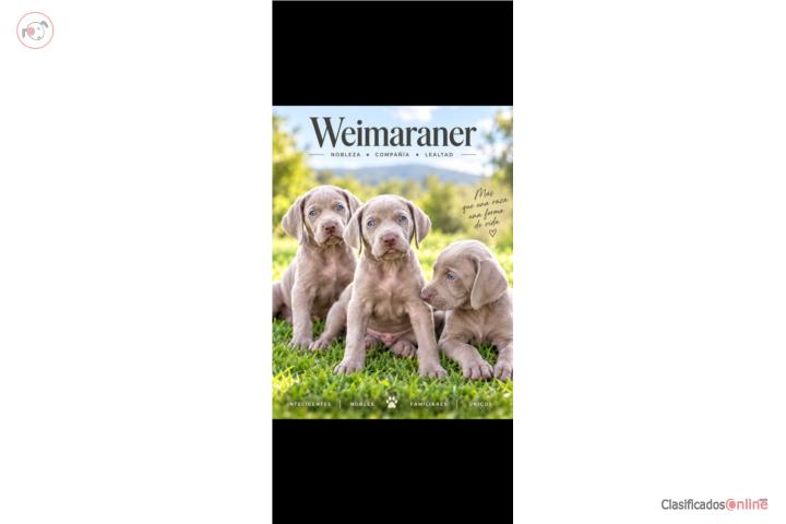 Weimaraner  Puerto Rico