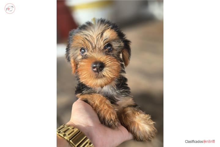 Yorkie  Puerto Rico