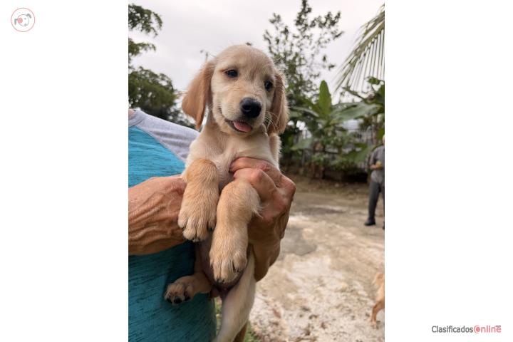 Golden Retriever Hembra Puerto Rico