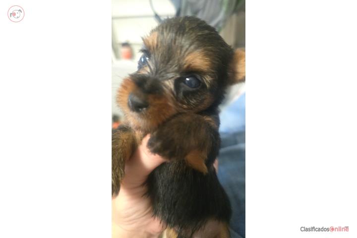 Yorkies macho Puerto Rico