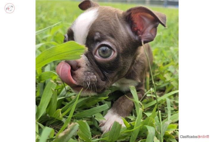 Boston Terrier Red Puerto Rico
