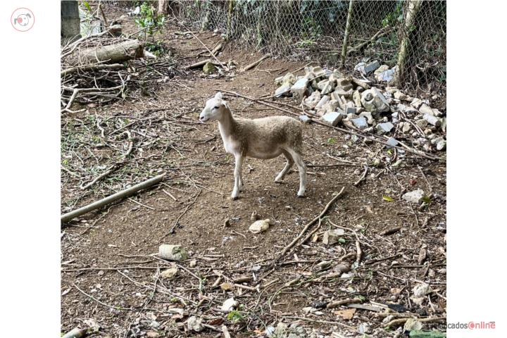 Oveja joven  Puerto Rico