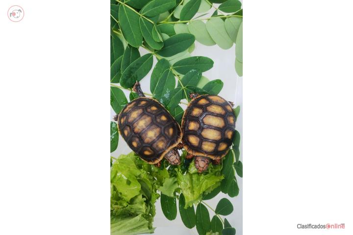 Tortuga Red Foot Bebés Puerto Rico