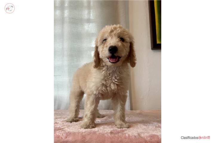 Goldendoodles Standard  Puerto Rico