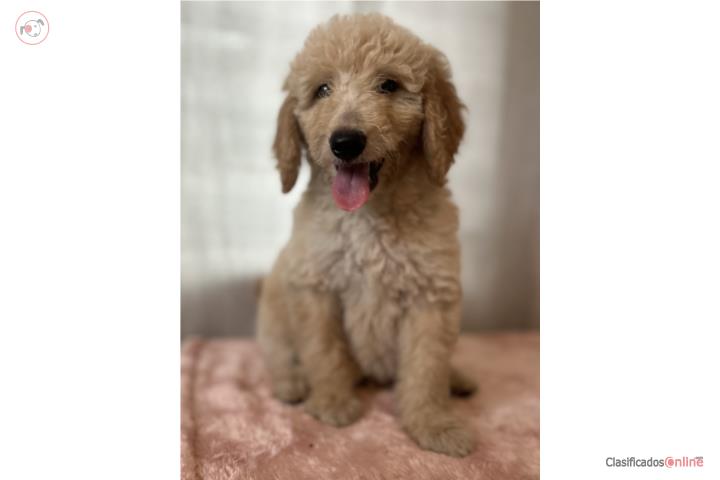 Goldendoodles Standard  Puerto Rico