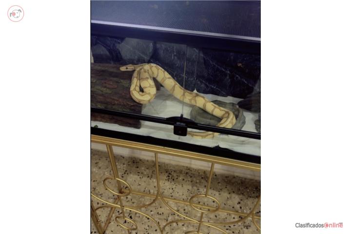Serpiente pitón bola  Puerto Rico