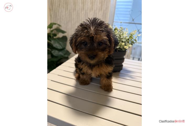 Yorkie nene Puerto Rico
