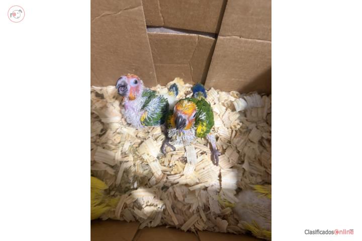 Sun Conure hand feed  Puerto Rico