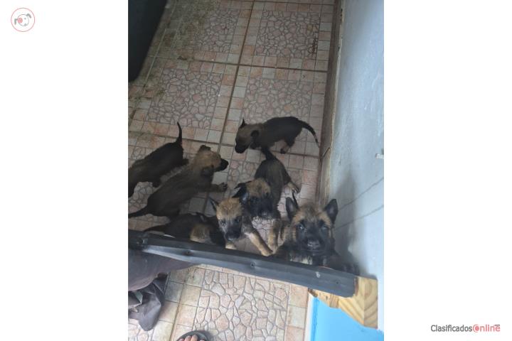 Malinois Belga Puerto Rico