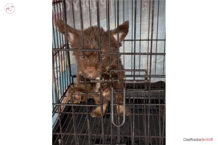 Yorkie chocolate Nena AKC Puerto Rico