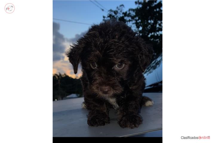 Yorkie Poo macho Mini Puerto Rico
