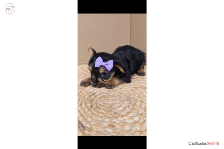 Yorkie  Puerto Rico