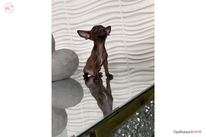 Chihuahua Puerto Rico