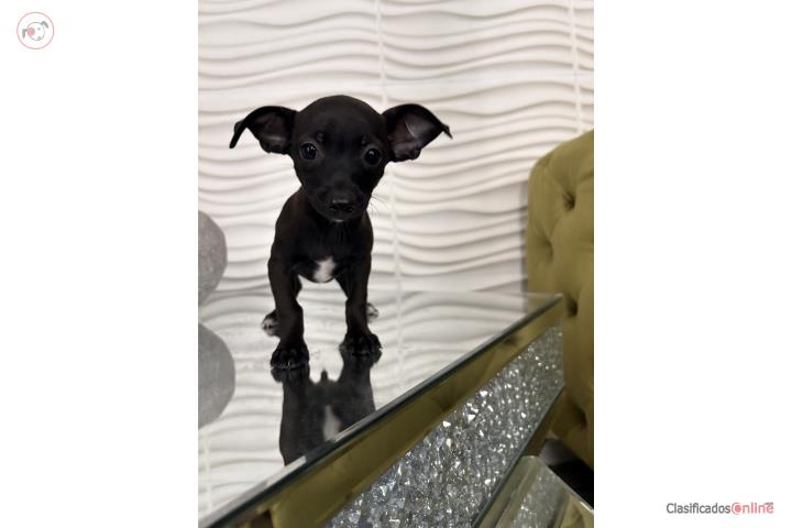 Chihuahua Puerto Rico