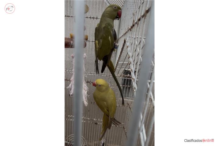 Pareja Ringneck joven con ADN  Puerto Rico