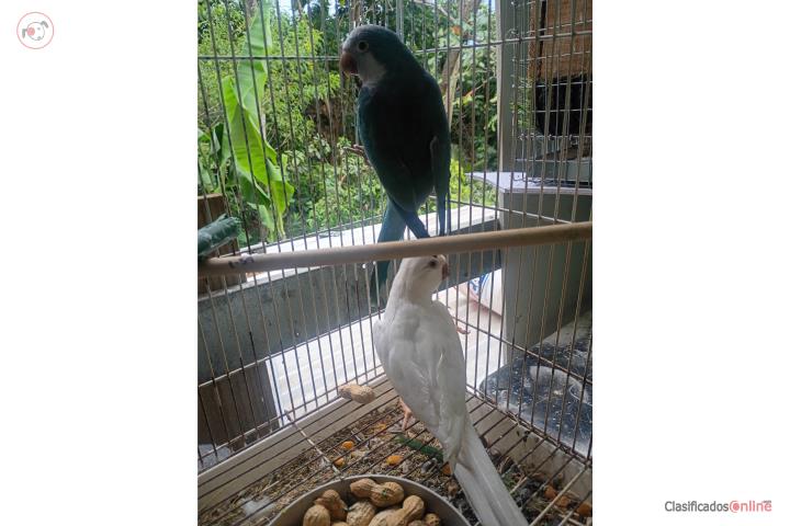 Pareja de Quaker blanca y azul  Puerto Rico