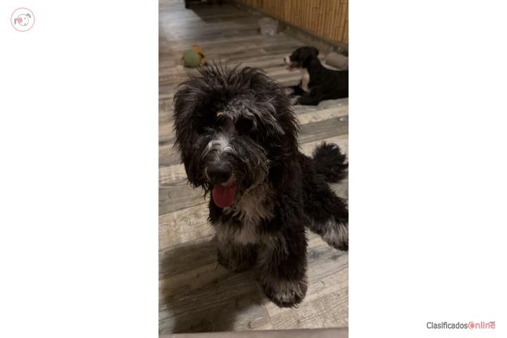Bernadoodle  Puerto Rico