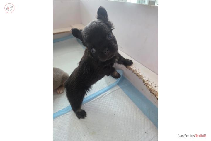 French Bulldog Hembra Fluffy  Puerto Rico