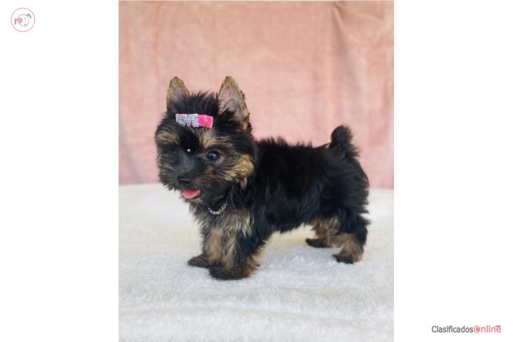 Yorkshire Terrier Hembra Dollface con Papeles Puerto Rico