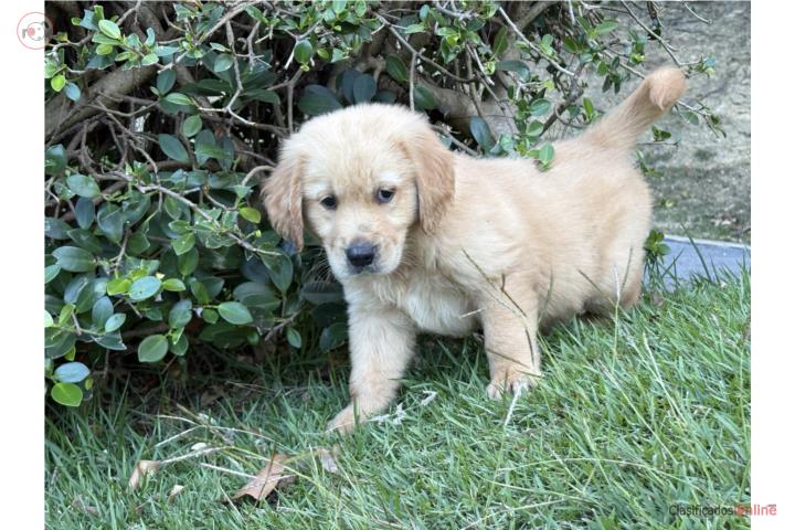 Golden Retriever  Puerto Rico
