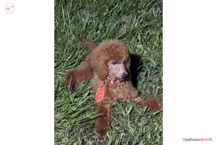 Standard poodle  Puerto Rico