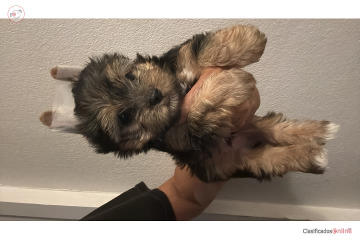 Yorkie pequeñito de excelente pelaje Puerto Rico