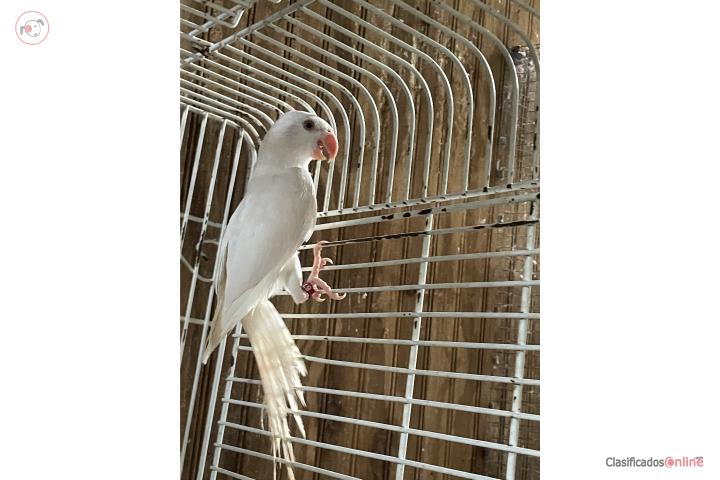 Ringneck de 6 meses hembra tiene ADN Puerto Rico