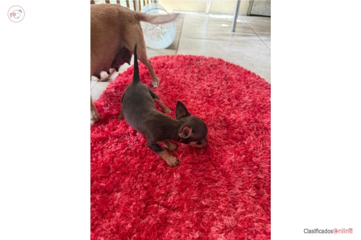 Hermosos Chihuahuas Puerto Rico